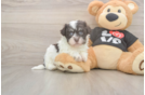 Havanese Pup Being Cute