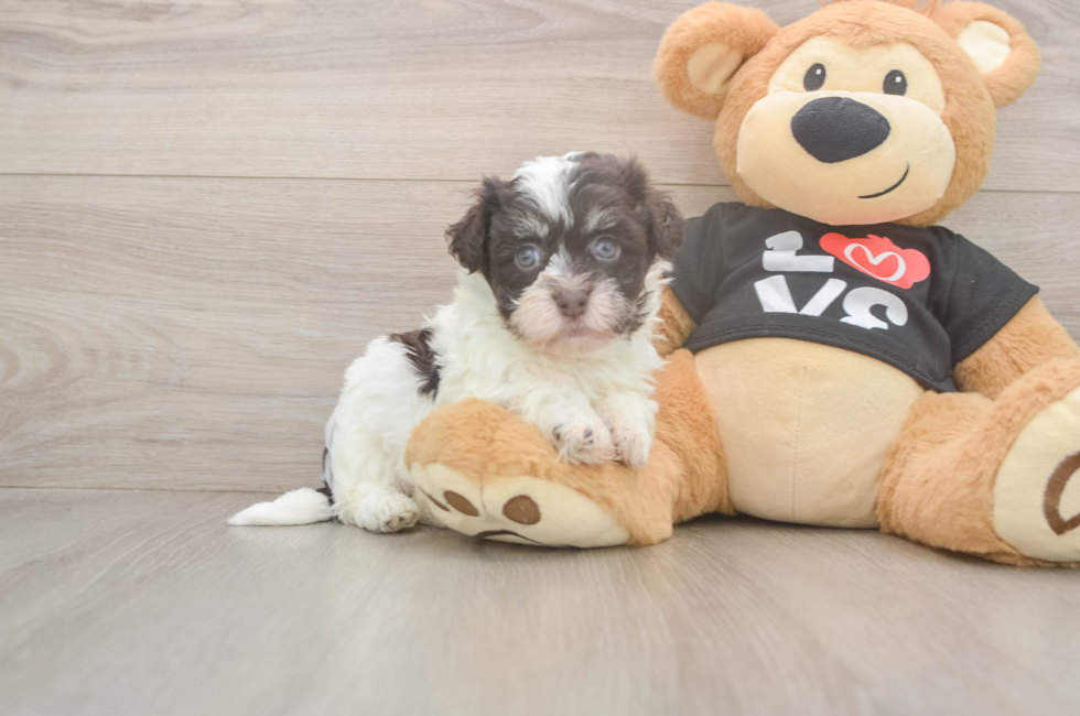 5 week old Havanese Puppy For Sale - Lone Star Pups