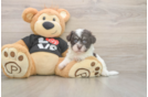 Fluffy Havanese Cuban Bichon Purebred Puppy