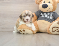 5 week old Havanese Puppy For Sale - Lone Star Pups
