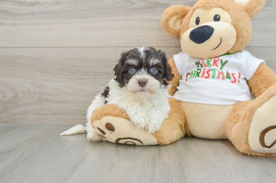 Little Havanese Purebred Pup