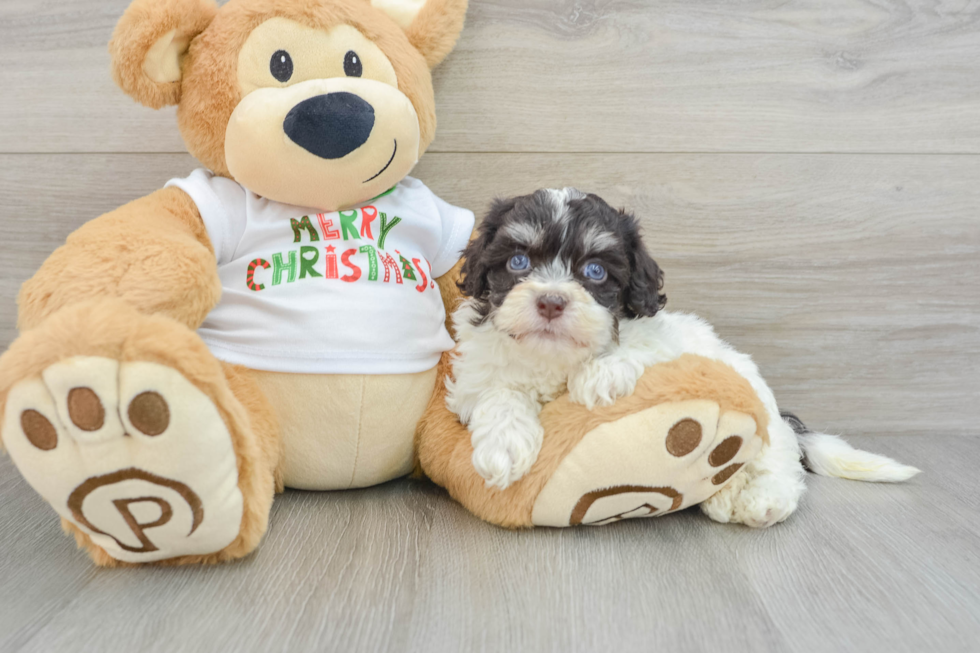 Friendly Havanese Baby