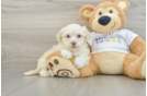 Adorable Havanese Cuban Bichon Purebred Puppy