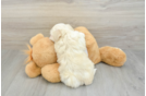 Akc Registered Havanese Purebred Pup