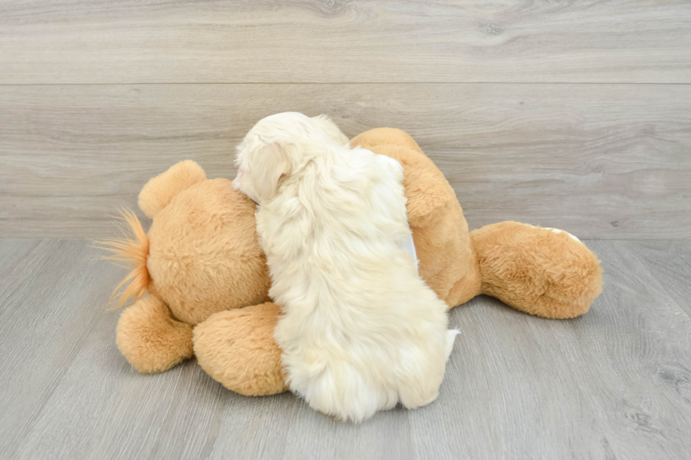Akc Registered Havanese Purebred Pup
