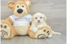 Best Havanese Baby