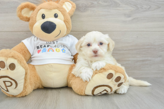 Best Havanese Baby