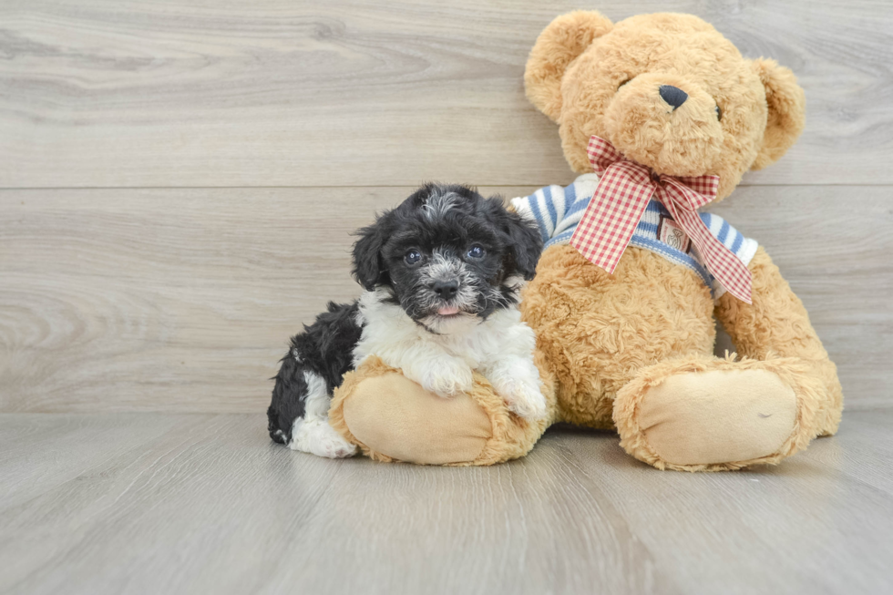 Best Havanese Baby