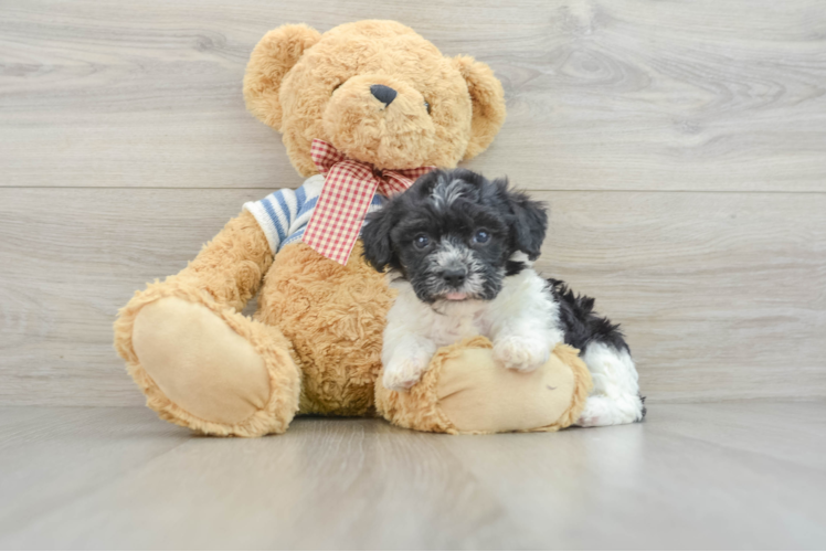 Havanese Puppy for Adoption