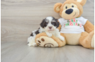 Best Havanese Baby