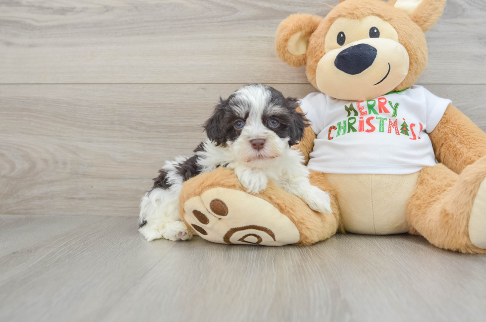 6 week old Havanese Puppy For Sale - Lone Star Pups