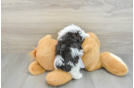 Havanese Puppy for Adoption