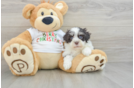 Havanese Puppy for Adoption