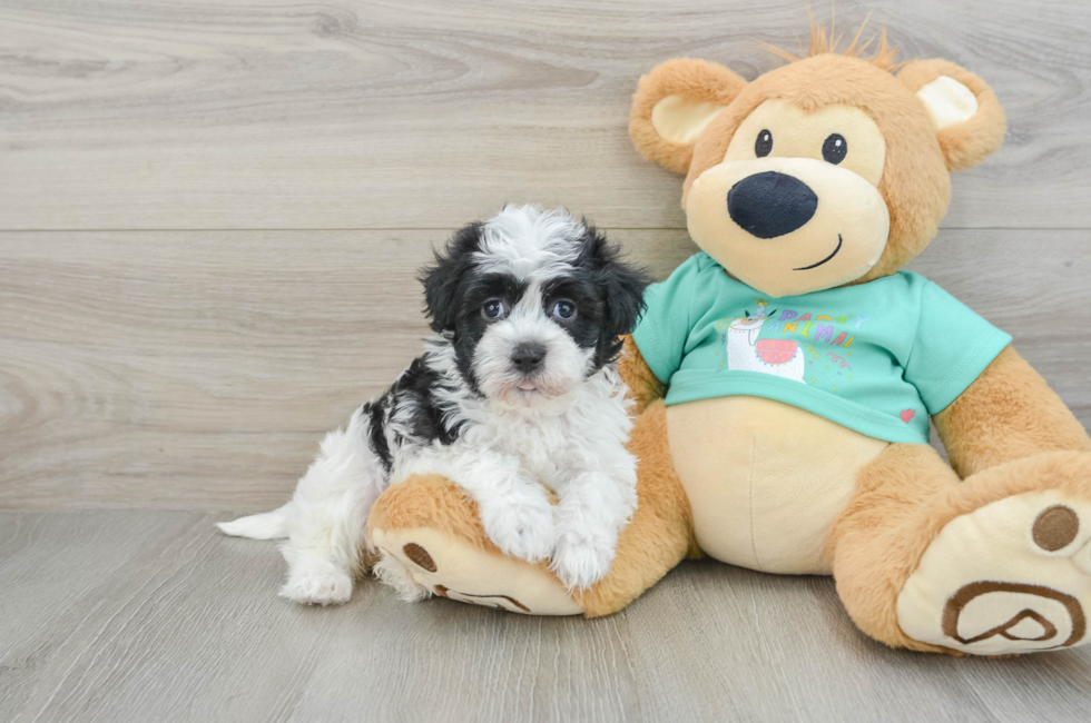 6 week old Havanese Puppy For Sale - Lone Star Pups