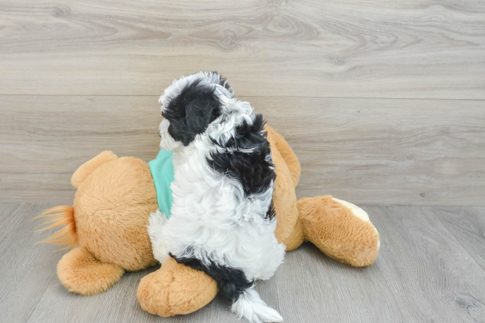 Havanese Pup Being Cute