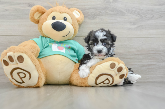 Havanese Pup Being Cute