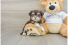 Popular Havanese Purebred Pup