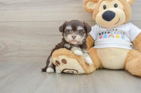 Popular Havanese Purebred Pup