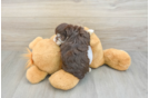 Akc Registered Havanese Baby