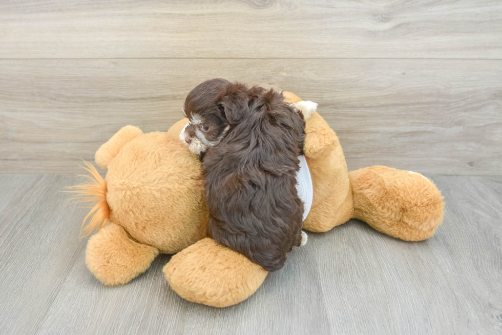 Akc Registered Havanese Baby