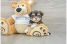 Cute Bichon Havanes Purebred Puppy