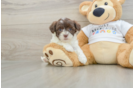 Funny Havanese Purebred Pup