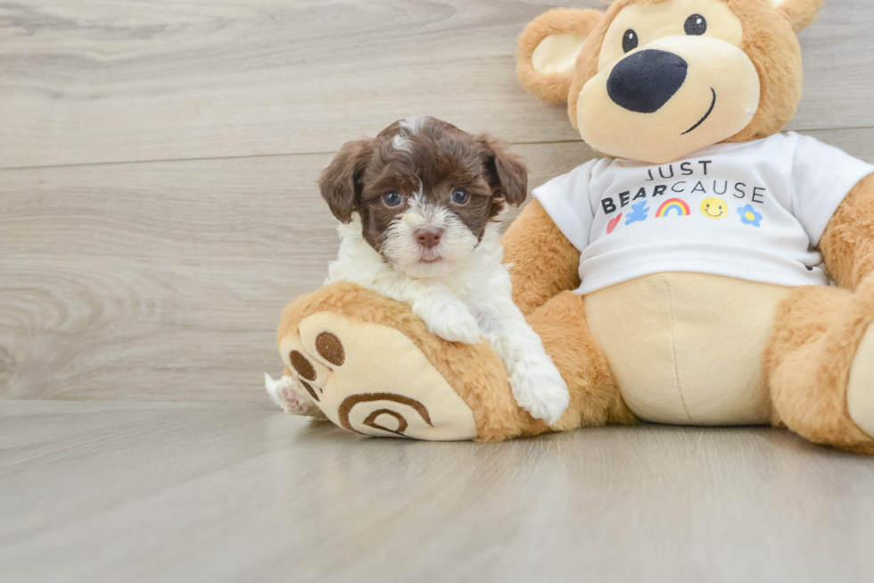 Funny Havanese Purebred Pup