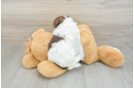 Havanese Puppy for Adoption