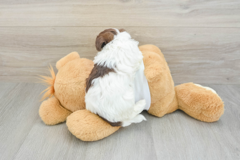 Havanese Puppy for Adoption