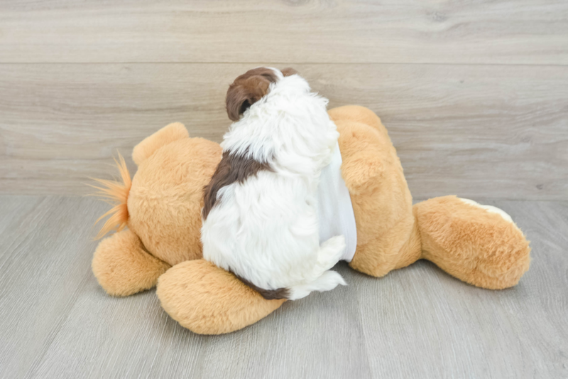 Meet Napoleon - our Havanese Puppy Photo 2/3 - Lone Star Pups