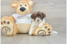 Funny Havanese Purebred Pup
