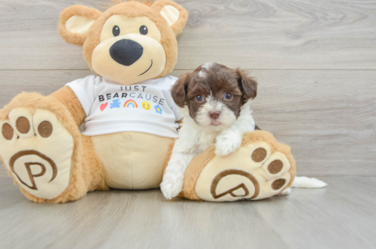 Funny Havanese Purebred Pup