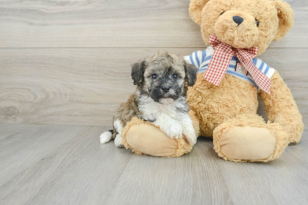 Cute Havanezer Purebred Puppy