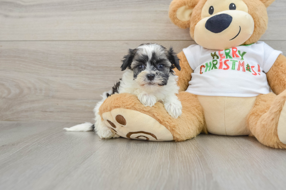 Small Havanese Baby