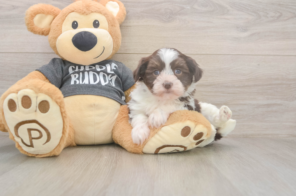 5 week old Havanese Puppy For Sale - Lone Star Pups