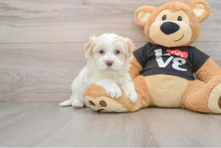Havanese Pup Being Cute