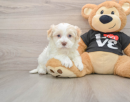 5 week old Havanese Puppy For Sale - Lone Star Pups