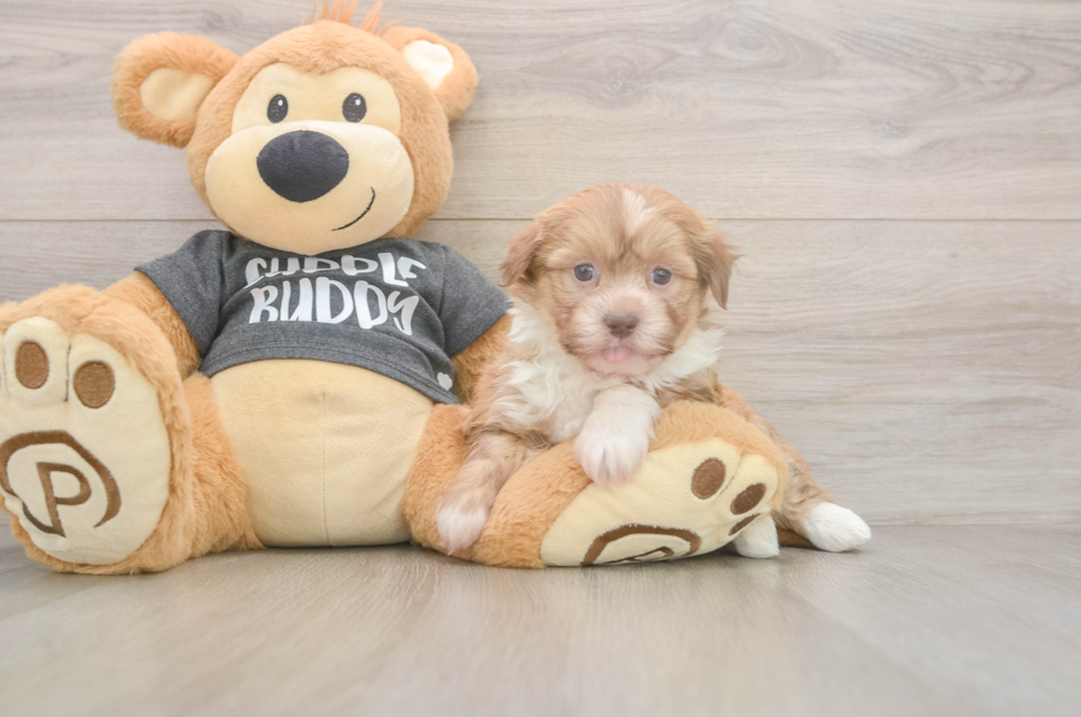 5 week old Havanese Puppy For Sale - Lone Star Pups
