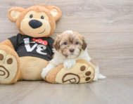 5 week old Havanese Puppy For Sale - Lone Star Pups