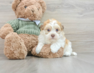 7 week old Havanese Puppy For Sale - Lone Star Pups