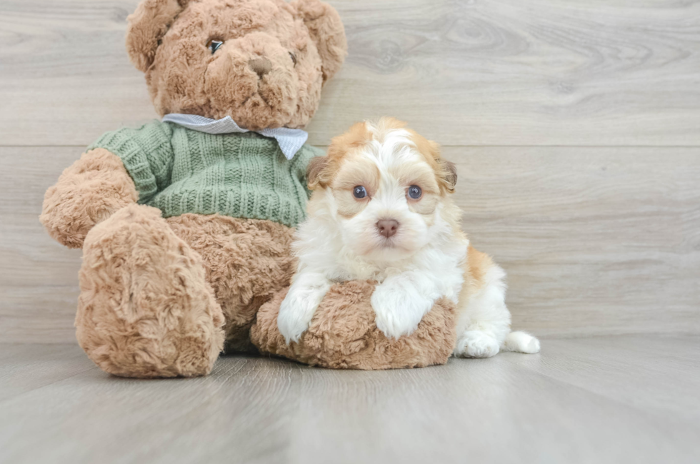 7 week old Havanese Puppy For Sale - Lone Star Pups