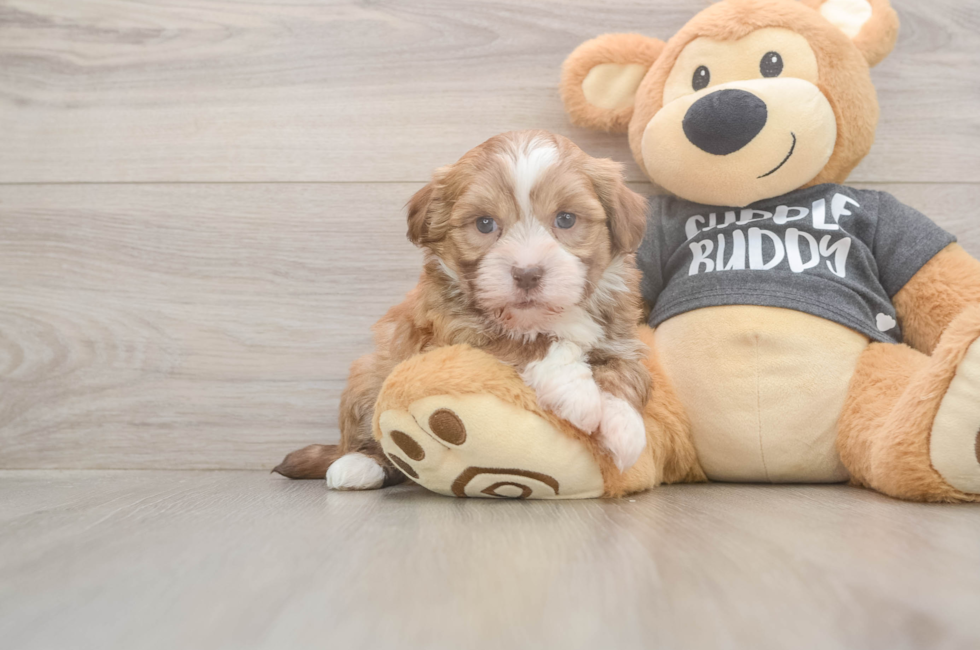 5 week old Havanese Puppy For Sale - Lone Star Pups