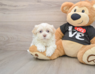 5 week old Havanese Puppy For Sale - Lone Star Pups