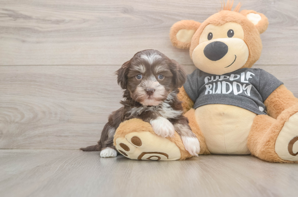 5 week old Havanese Puppy For Sale - Lone Star Pups