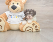7 week old Havanese Puppy For Sale - Lone Star Pups