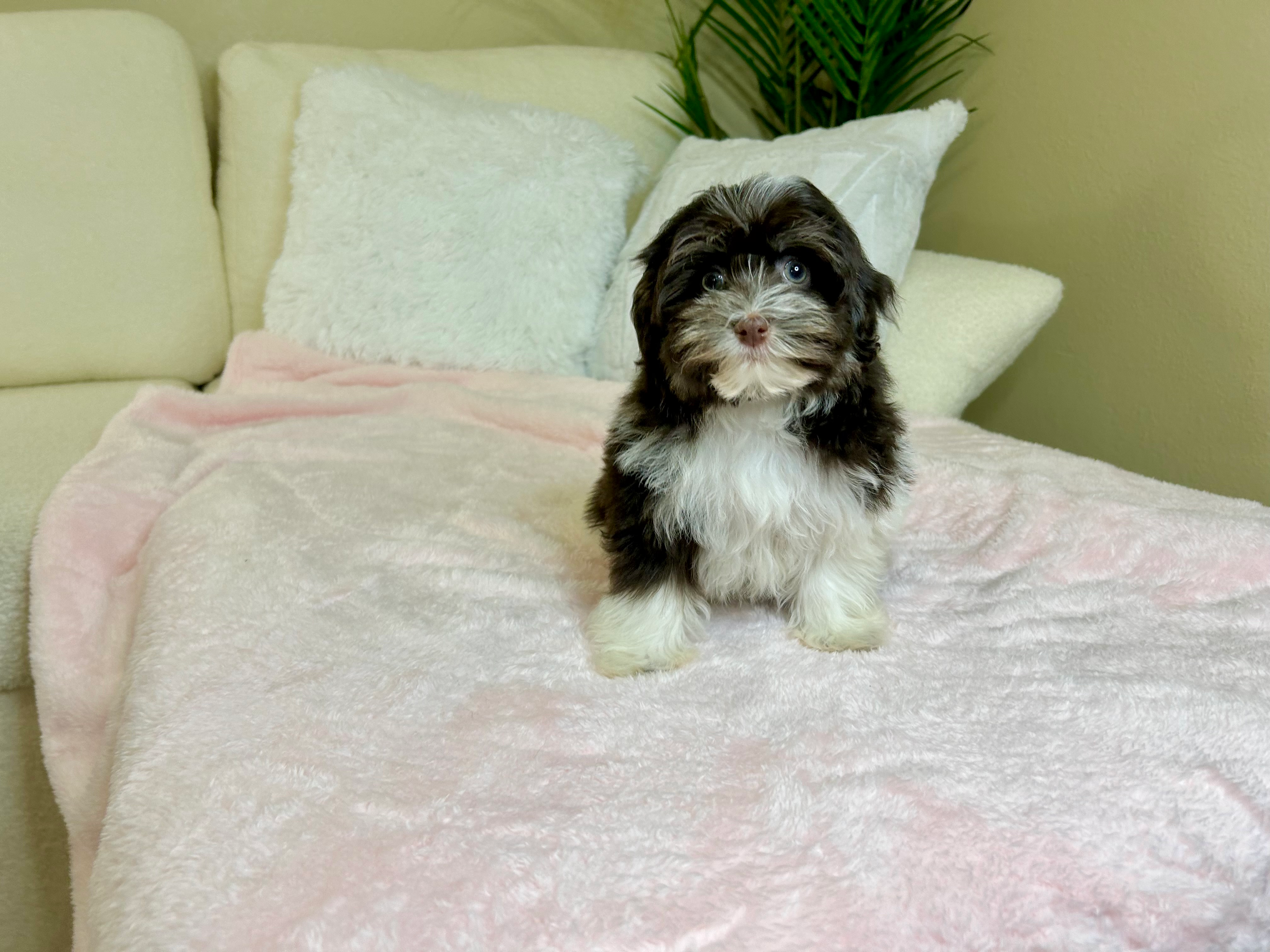 Havanese Puppy for Adoption