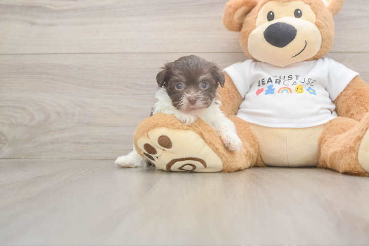 Best Havanese Baby