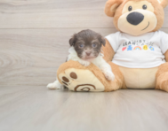 8 week old Havanese Puppy For Sale - Lone Star Pups