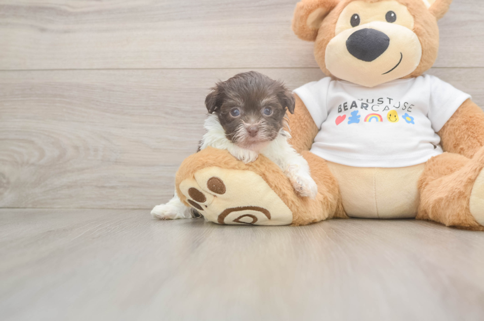 6 week old Havanese Puppy For Sale - Lone Star Pups
