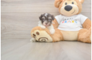 Best Havanese Baby